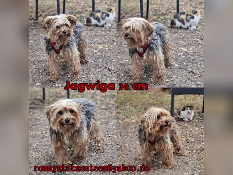 Jagwiga ist eine treue Seele