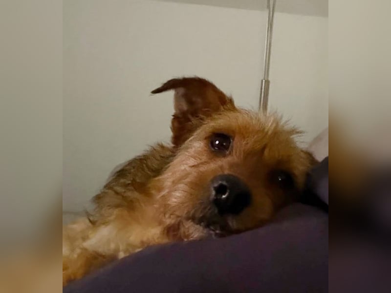 Neslin versucht alles richtig zu machen (31535 Neustadt am Rübenberge)