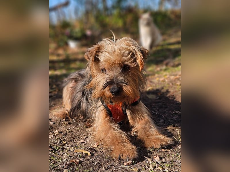 Nolana ist eine aufgeweckte Terrier-Mix-Hündin