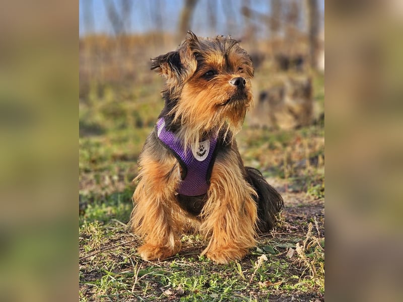 Chipsa ist freundlich und verträglich