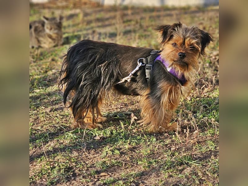 Chipsa ist freundlich und verträglich