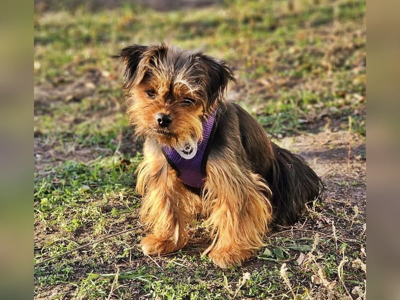 Chipsa ist freundlich und verträglich