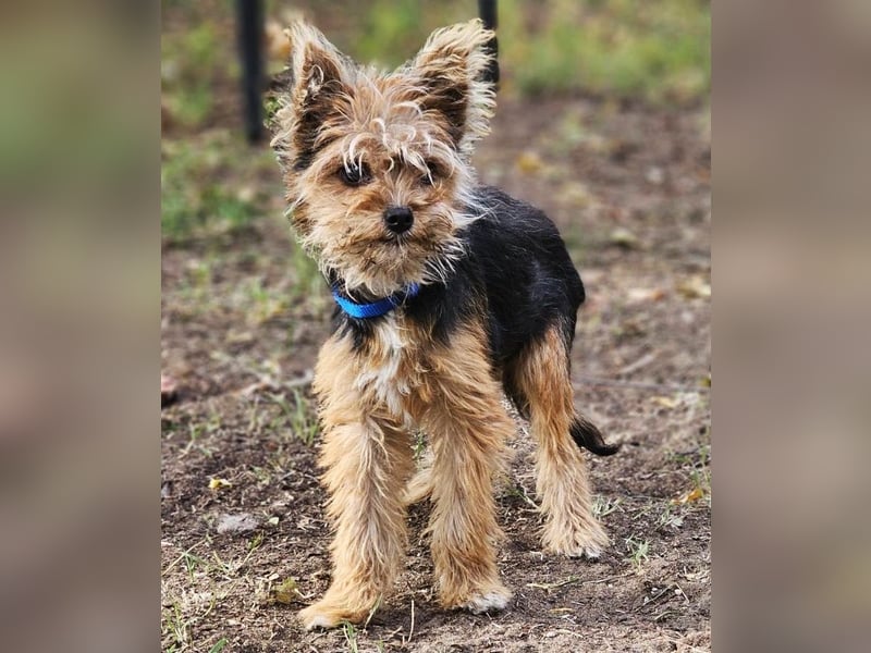 Pico sucht erfahrene, liebevolle Menschen