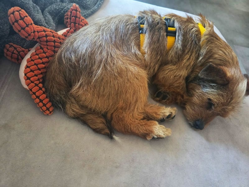 Neslin versucht alles richtig zu machen (31535 Neustadt am Rübenberge)