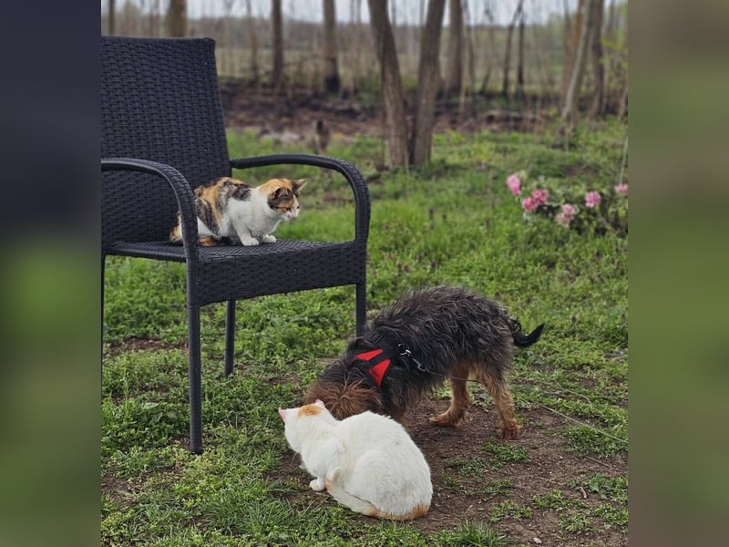 Manchu - vom Verhalten her wie ein Welpe