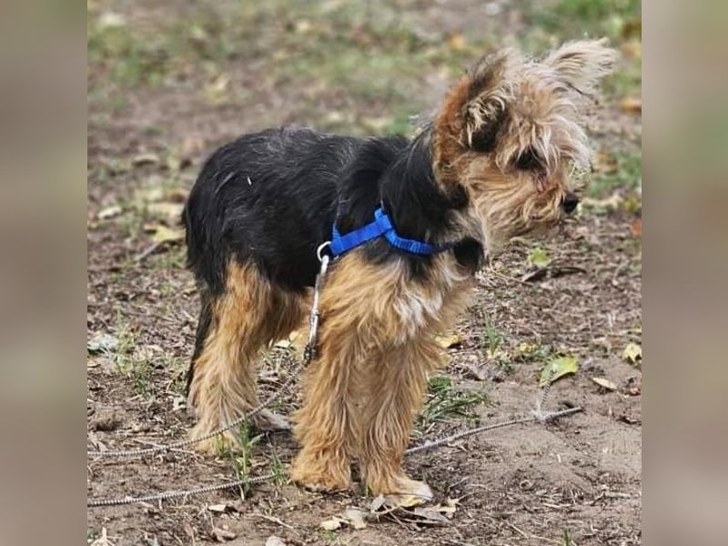 Pico sucht erfahrene, liebevolle Menschen