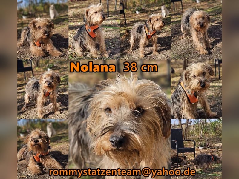 Nolana ist eine aufgeweckte Terrier-Mix-Hündin