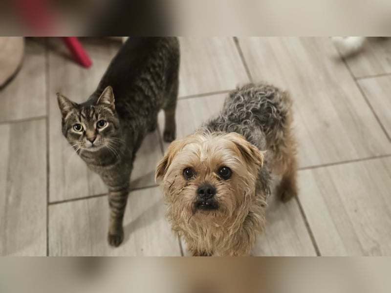 Nilo geht jedem Konflikt aus dem Weg (25451 Quickborn)