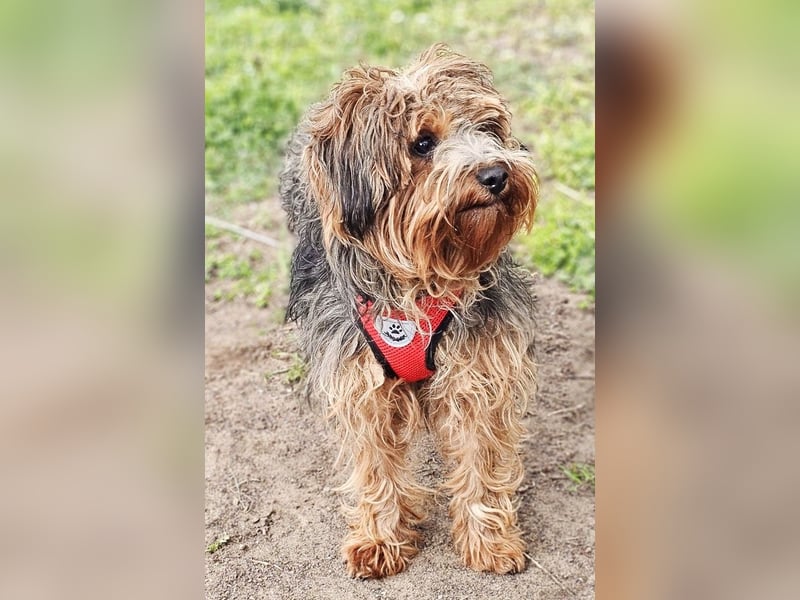 Manchu - vom Verhalten her wie ein Welpe