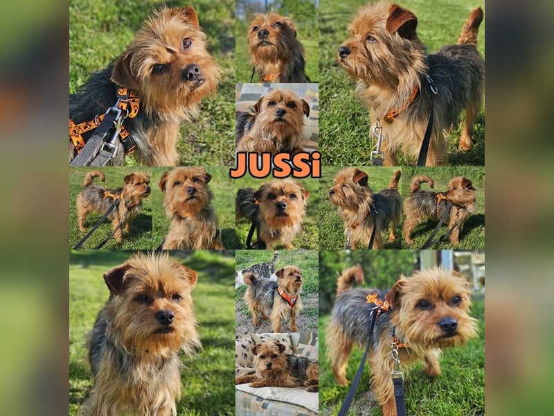 Jussi ist klug und möchte gefallen (61184 Karben)