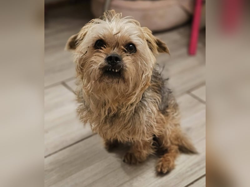 Nilo geht jedem Konflikt aus dem Weg (25451 Quickborn)