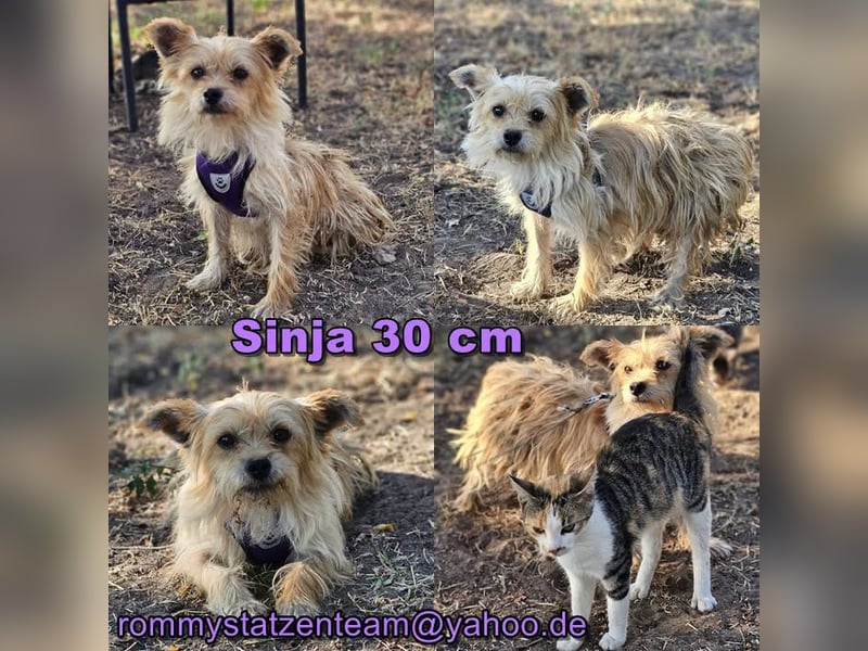 Sinja ist ein pfiffiges Hundemädel