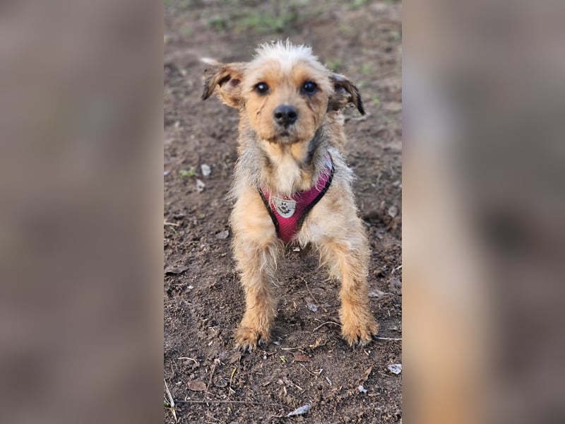 Neslin versucht alles richtig zu machen