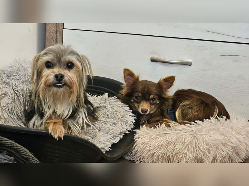 Esha ist neugierig und freundlich