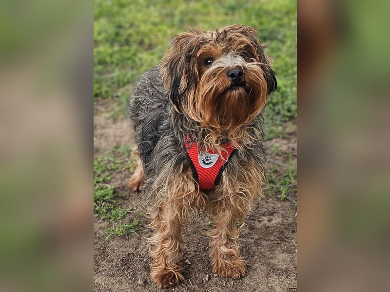 Manchu - vom Verhalten her wie ein Welpe