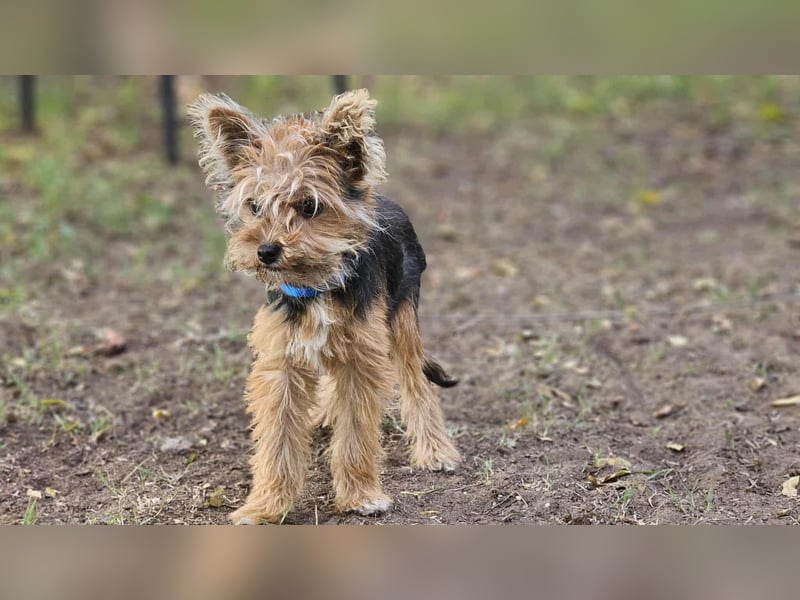 Pico sucht erfahrene, liebevolle Menschen