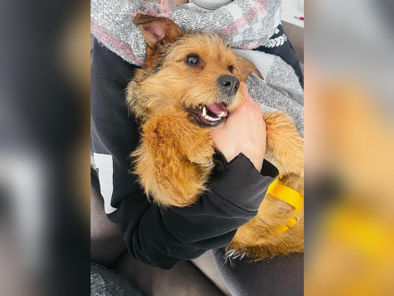 Neslin versucht alles richtig zu machen (31535 Neustadt am Rübenberge)