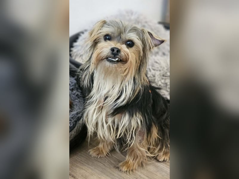 Esha ist neugierig und freundlich (76327 Pfinztal)