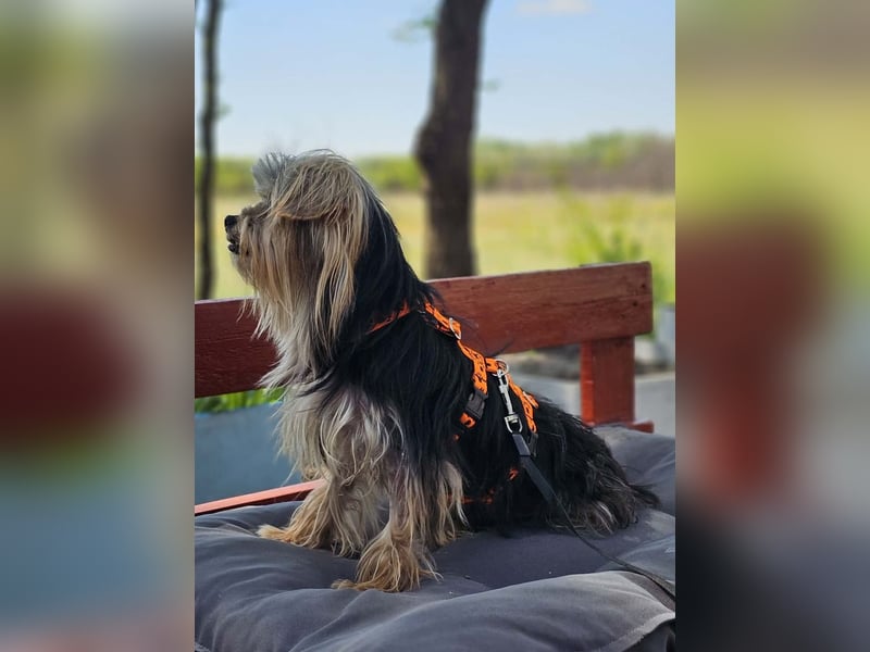 Esha ist neugierig und freundlich