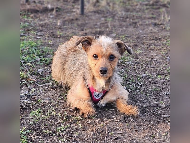 Neslin versucht alles richtig zu machen