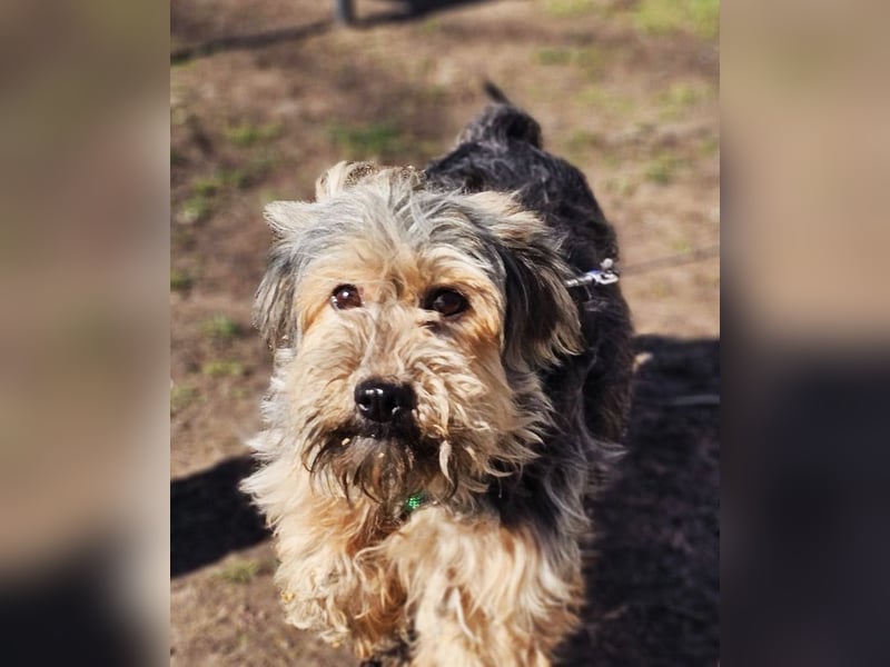 Sirid ist aktiv und neugierig