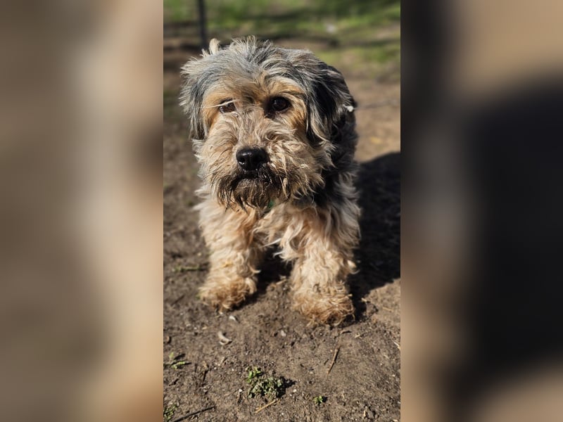 Sirid ist aktiv und neugierig