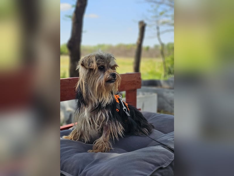 Esha ist neugierig und freundlich