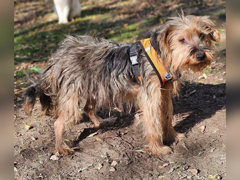 Nolana ist eine aufgeweckte Terrier-Mix-Hündin
