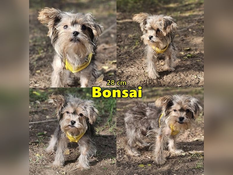 Bonsai mag es allgemein etwas ruhiger