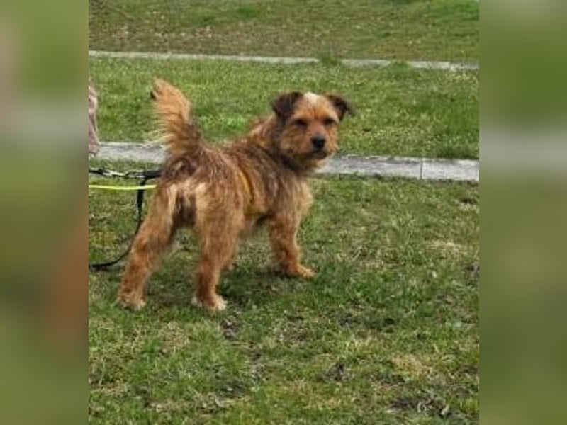 Neslin versucht alles richtig zu machen (31535 Neustadt am Rübenberge)