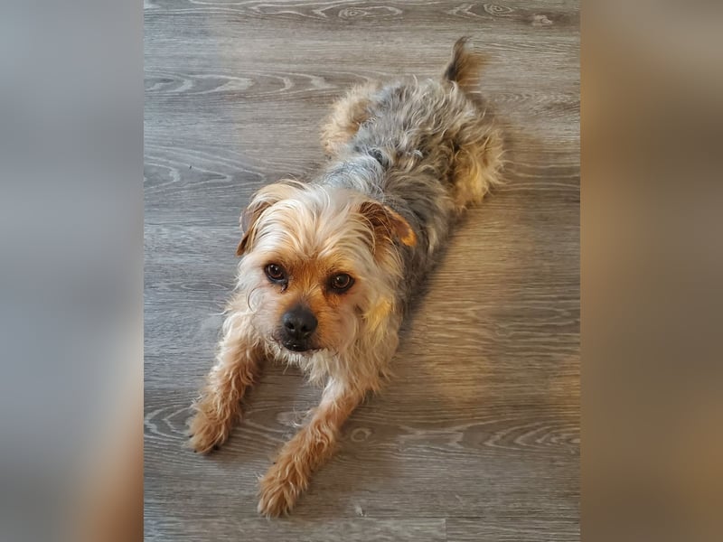 Nilo geht jedem Konflikt aus dem Weg (25451 Quickborn)