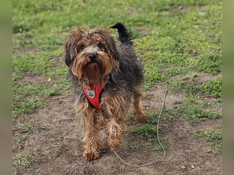 Manchu - vom Verhalten her wie ein Welpe