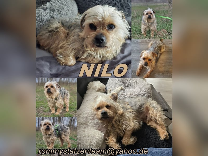 Nilo geht jedem Konflikt aus dem Weg (25451 Quickborn)