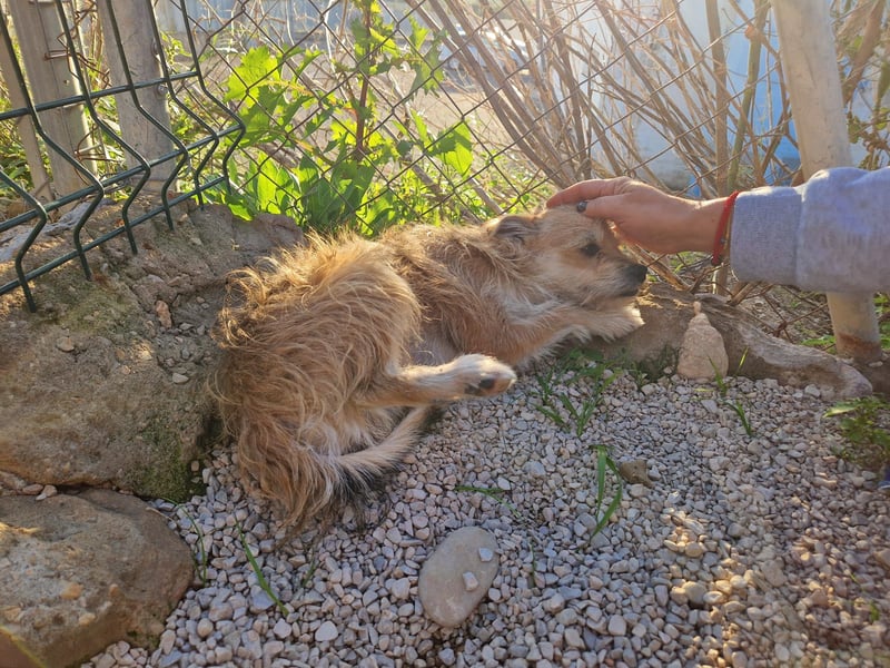 FLORI auf Pflege in D, 47574 Goch/NRW