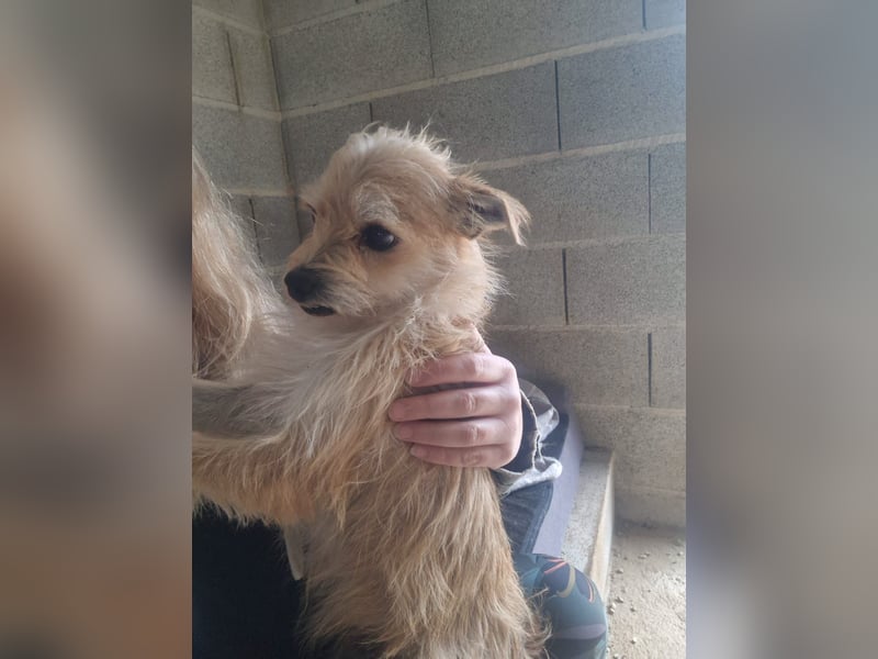 FLORI auf Pflege in D, 47574 Goch/NRW