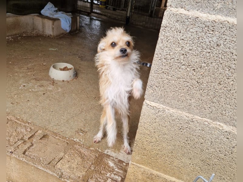 FLORI auf Pflege in D, 47574 Goch/NRW