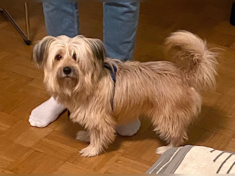 BOBBY - klein, charmant und voller Lebensfreude