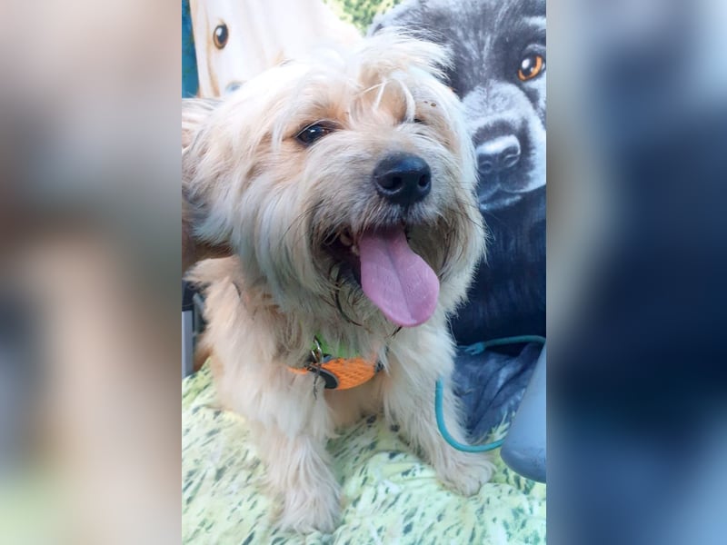 BOBBY - klein, charmant und voller Lebensfreude