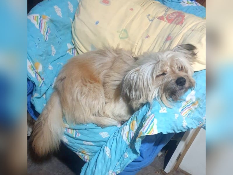 BOBBY - klein, charmant und voller Lebensfreude