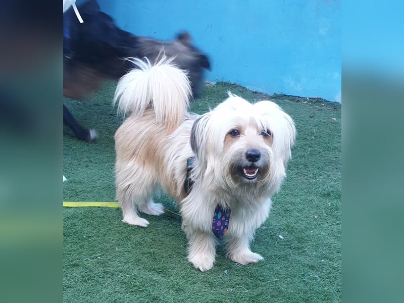 BOBBY - klein, charmant und voller Lebensfreude