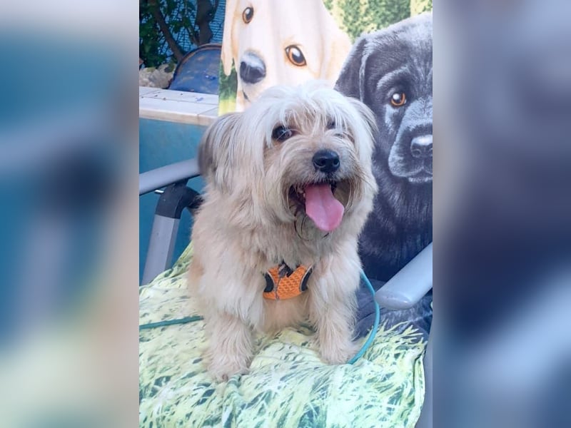 BOBBY - klein, charmant und voller Lebensfreude