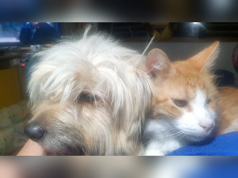 BOBBY - klein, charmant und voller Lebensfreude