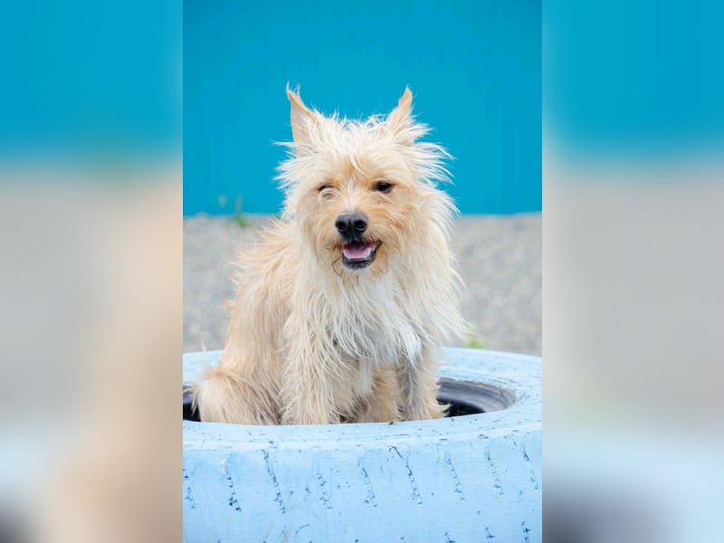 Vorsichtiger Jetem sucht seine Familie