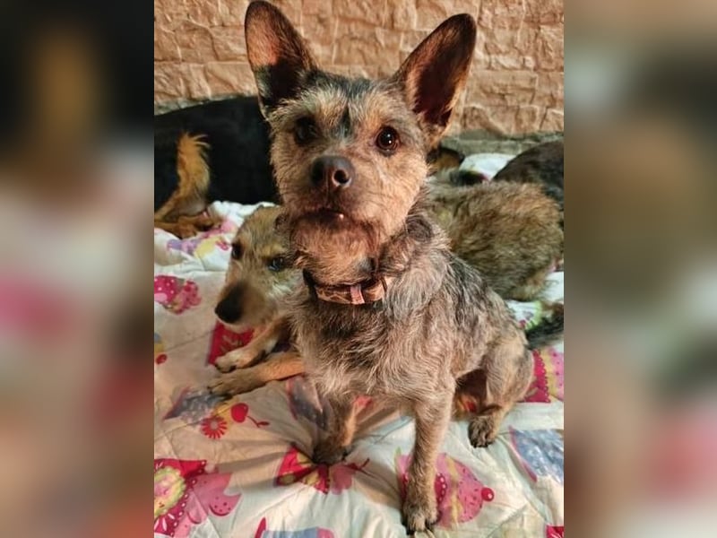 BELLA eine fröhliche Begleiterin