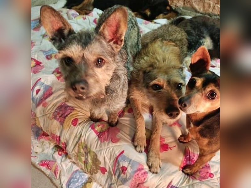 BELLA eine fröhliche Begleiterin