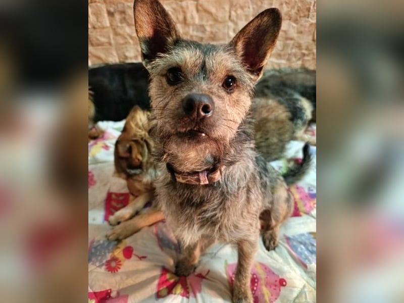 BELLA eine fröhliche Begleiterin