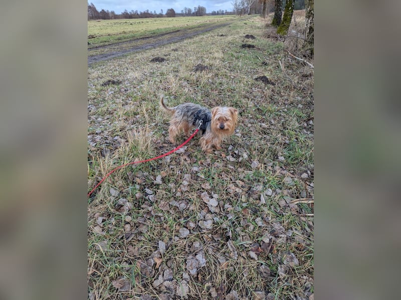 Fido auf Pflegestelle