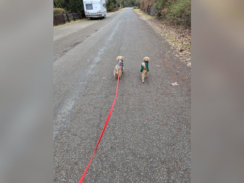 Fido auf Pflegestelle