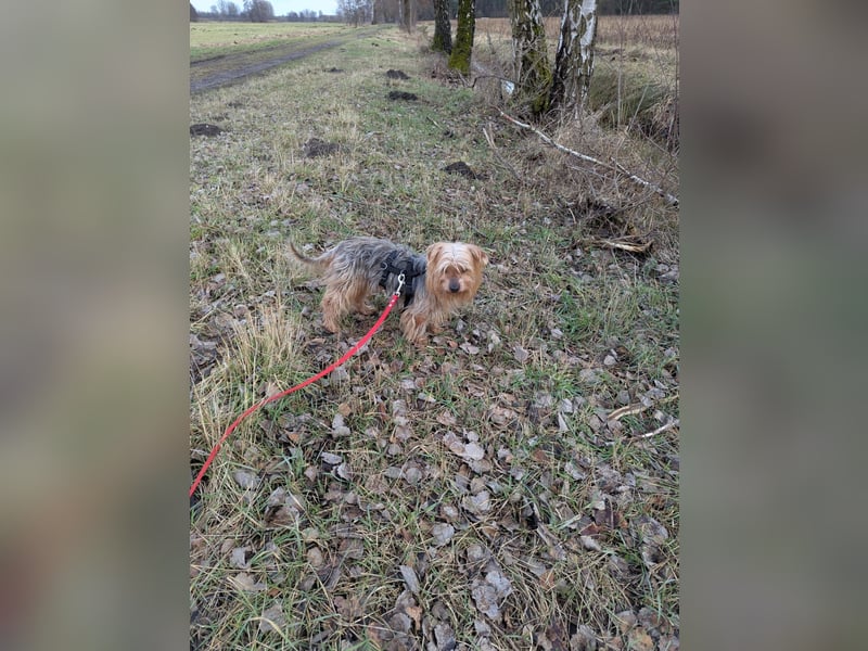 Fido auf Pflegestelle