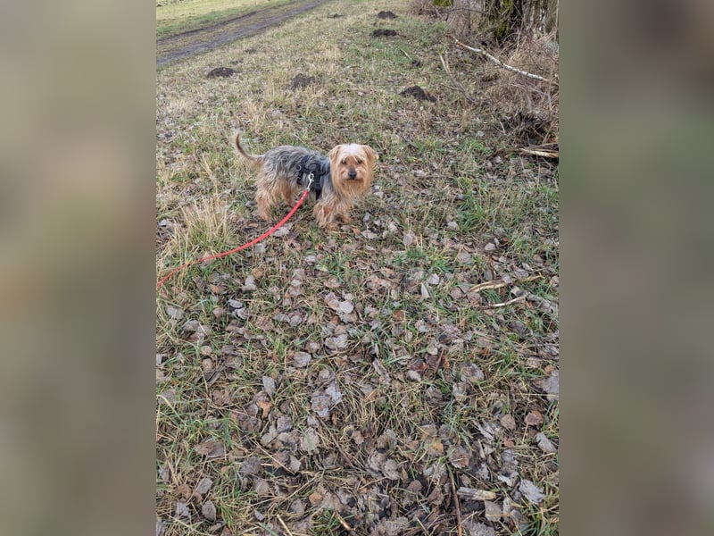 Fido auf Pflegestelle